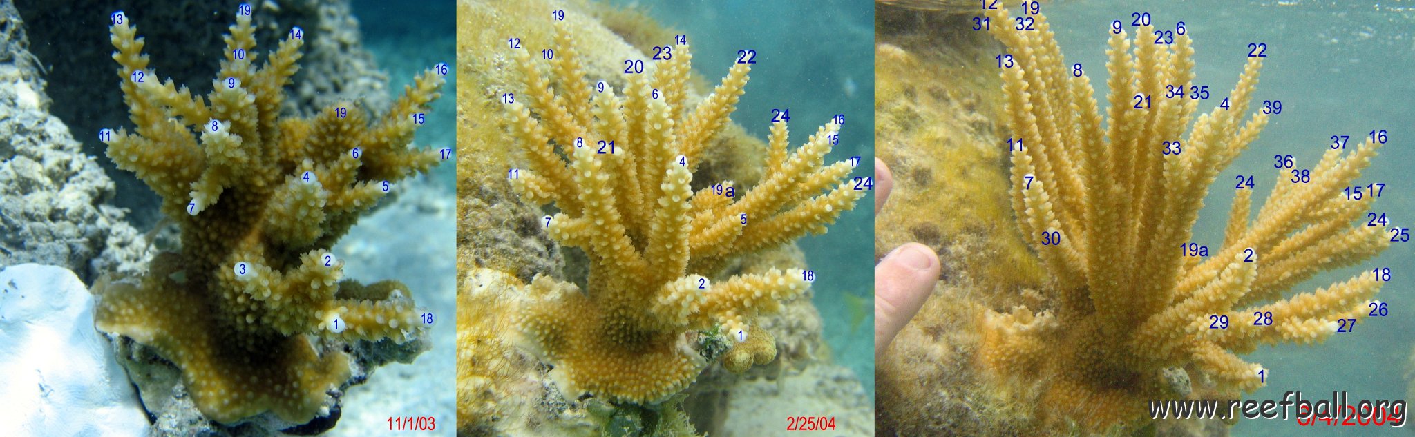 acropora7monthspoints