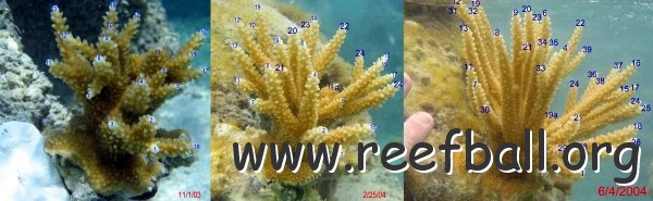 emailsizeacropora7monthspoints