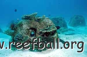 omancoralreefball