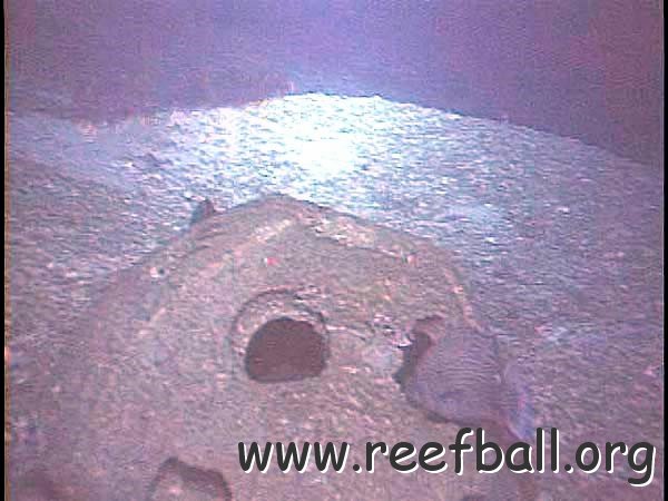 speckled_hind_reefball_600feetdeep