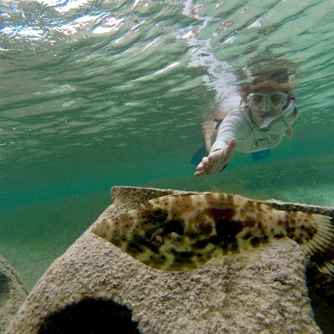 ParadiseCoveFileFish