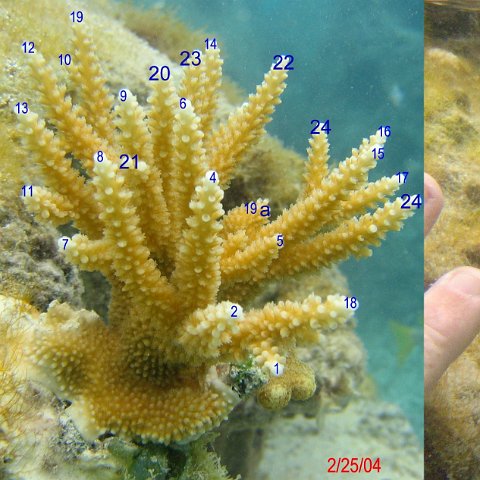 acropora7monthspoints