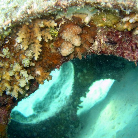 coralsurverynevisfourseasons_084 coralsurverynevisfourseasons_084