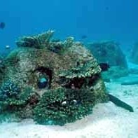 omancoralreefball omancoralreefball