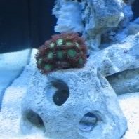 Reef_Ball_Zoa