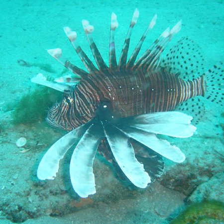 lionfish