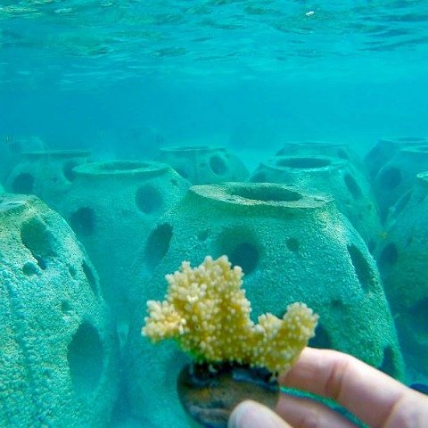 coralplug