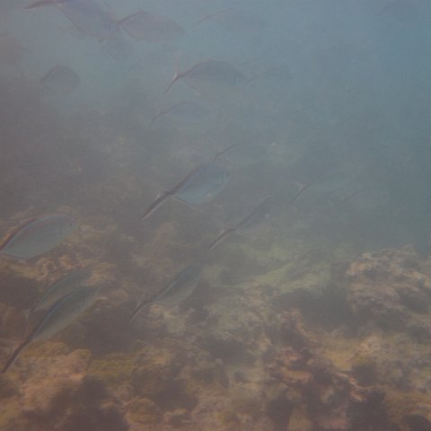 IMG_0698 IMG_0698
