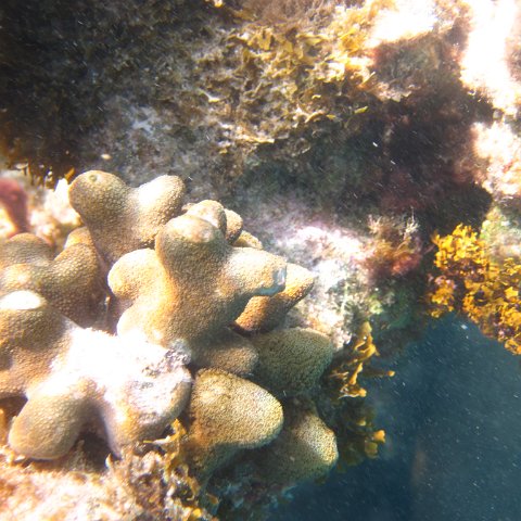 IMG_0726 IMG_0726