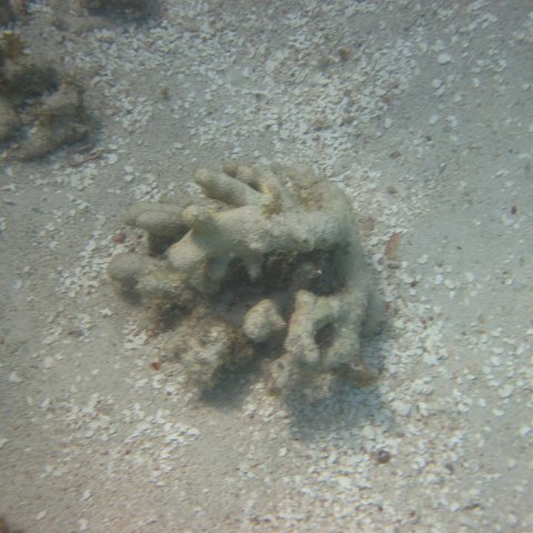 IMG_0729 IMG_0729