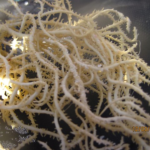 IMG_0984 IMG_0984