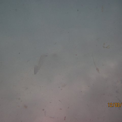 IMG_0985 IMG_0985