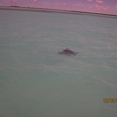 IMG_0992 IMG_0992