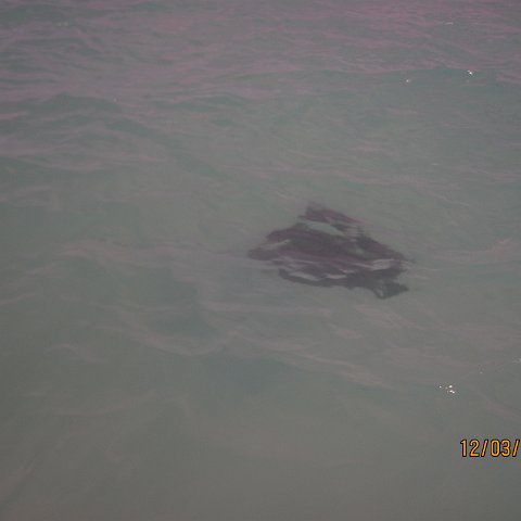 IMG_0993 IMG_0993