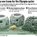 20131115_104534_evtx1116oysterreefOnline