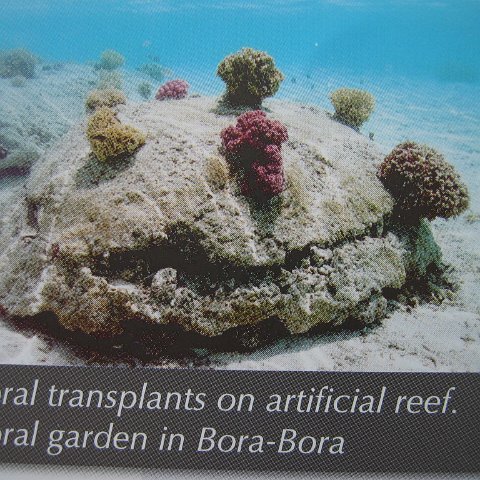 Tahitian Reef Ball Projects and Photos