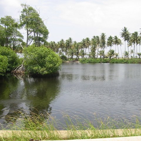 Mangroves