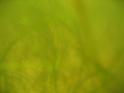 Seagrasses