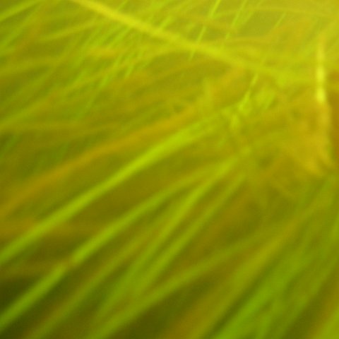 IMG_0350 IMG_0350