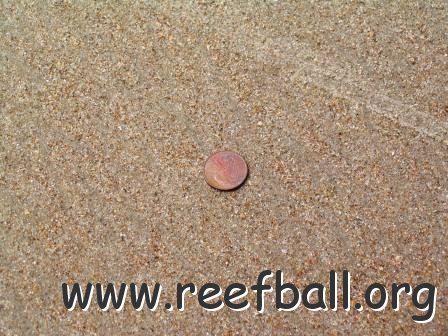 Surficial Sediment