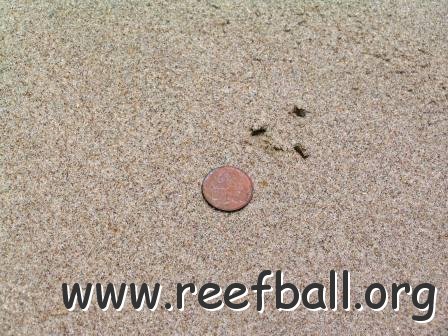 Surficial Sediment