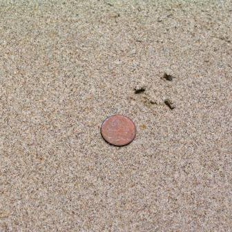 Surficial Sediment