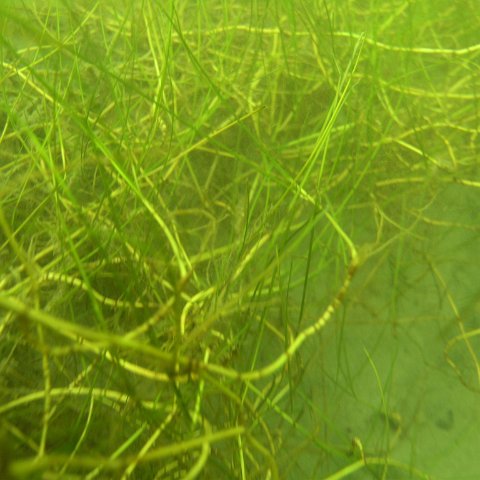 13 Oct Seagrass survey- Olympus