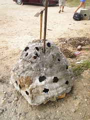 The First Festival of Artificial Reefs 2005