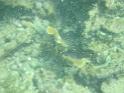 numberedkeycoralsday1