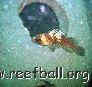 rockfishonball