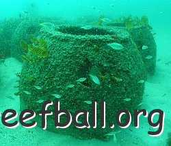 247+-+NSW+reef+ball