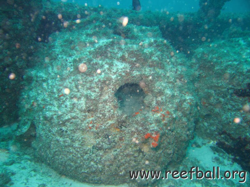 reef ball 1
