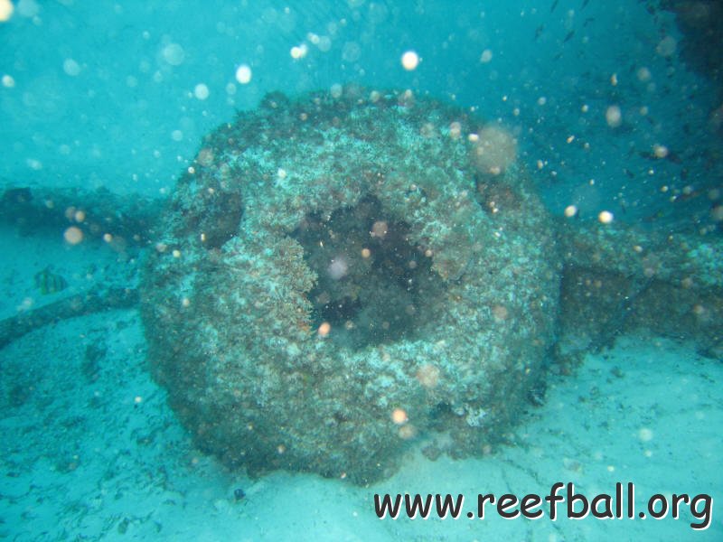 reef ball 2