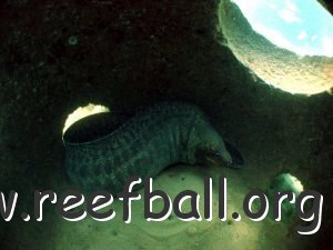 NSW Australia ar-morey-in-reef-ball
