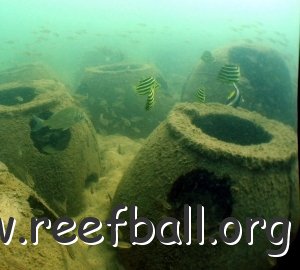 NSW Australia reef-bream-stripeys-banner-fish