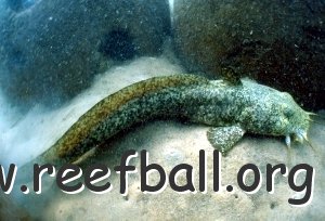 reef-estuary-catfish
