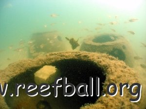 reef-fanbellied-leatherjacket