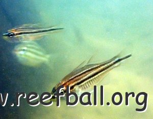 reef-striped-cardinal-fish