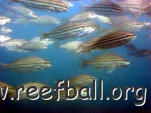 reef-striped-trumpeter