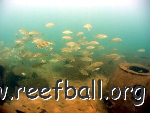 reef-striped-trumpeter2