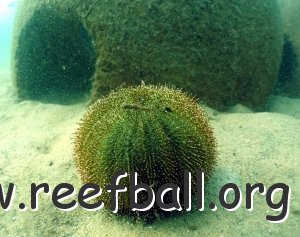 reef-urchin
