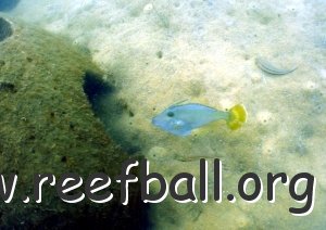 reef-yellowtail-leatherjacket