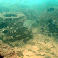 NSW Australia ar-bream2 NSW Australia ar-bream2
