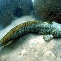 NSW Australia reef-estuary-catfish NSW Australia reef-estuary-catfish