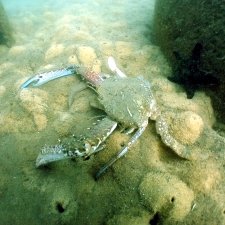 NSW Australia reef-lm-blue-swimmer NSW Australia reef-lm-blue-swimmer