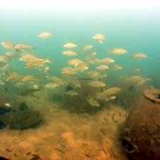 NSW Australia reef-striped-trumpeter2