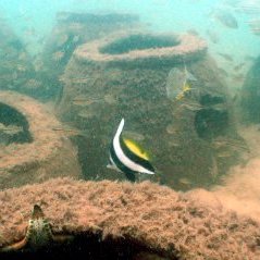 ar-banner-fish ar-banner-fish