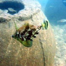 ar-fanbelly-leatherjacket ar-fanbelly-leatherjacket
