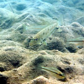 ar-whiting ar-whiting