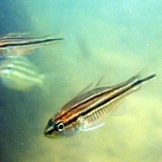 reef-striped-cardinal-fish reef-striped-cardinal-fish